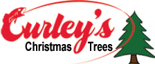 sales of christmas trees bolton